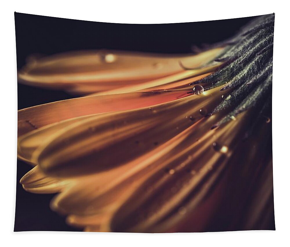 Water Droplet Tapestry featuring the photograph Daisy Drops by Ada Weyland