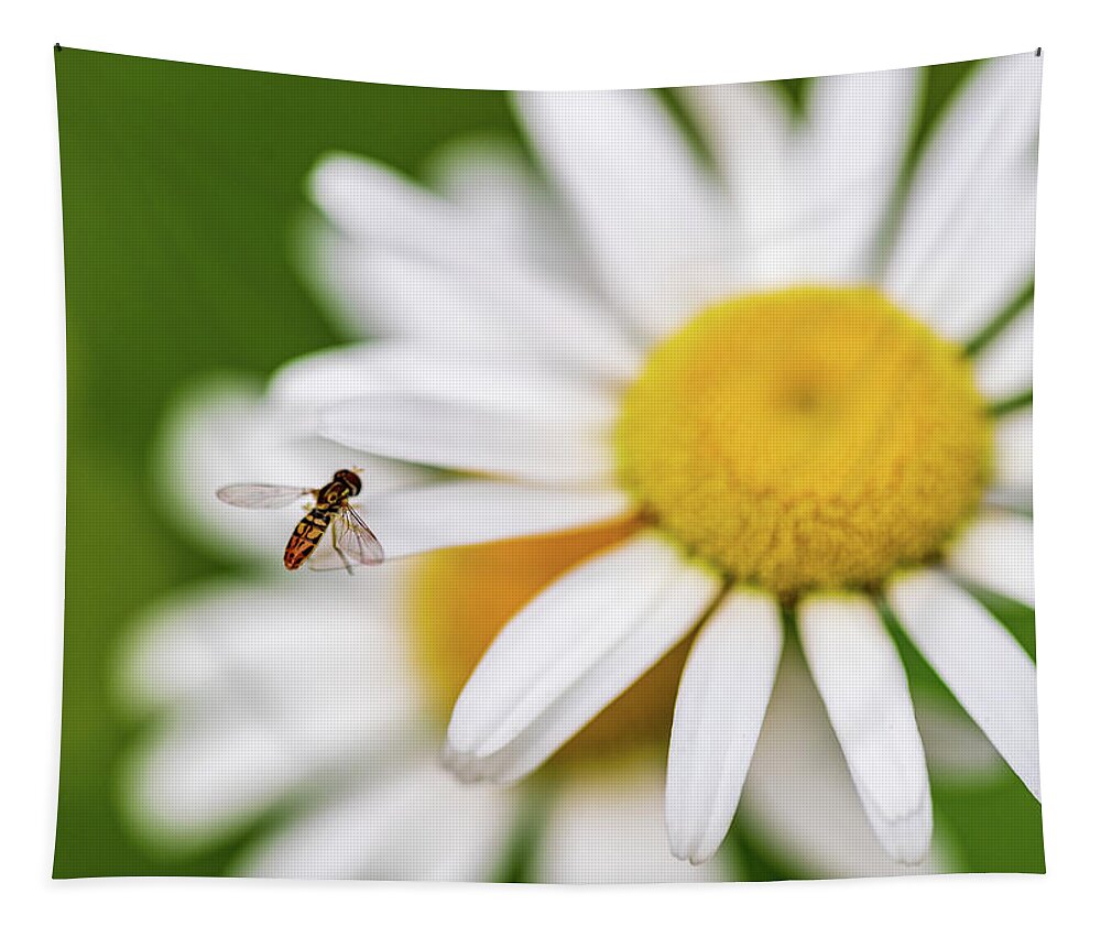Flowers Tapestry featuring the photograph Daisy Flower - Macro Photography by Amelia Pearn