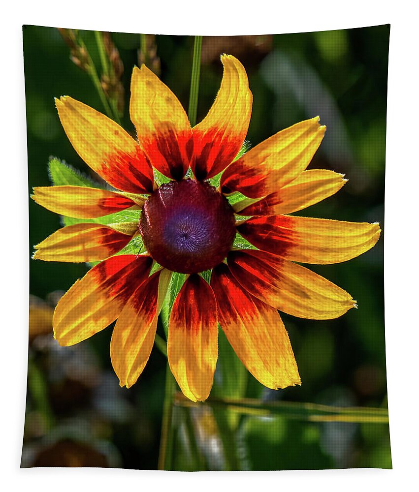 Colors Tapestry featuring the photograph Daisy in sunlight by Brian Shoemaker