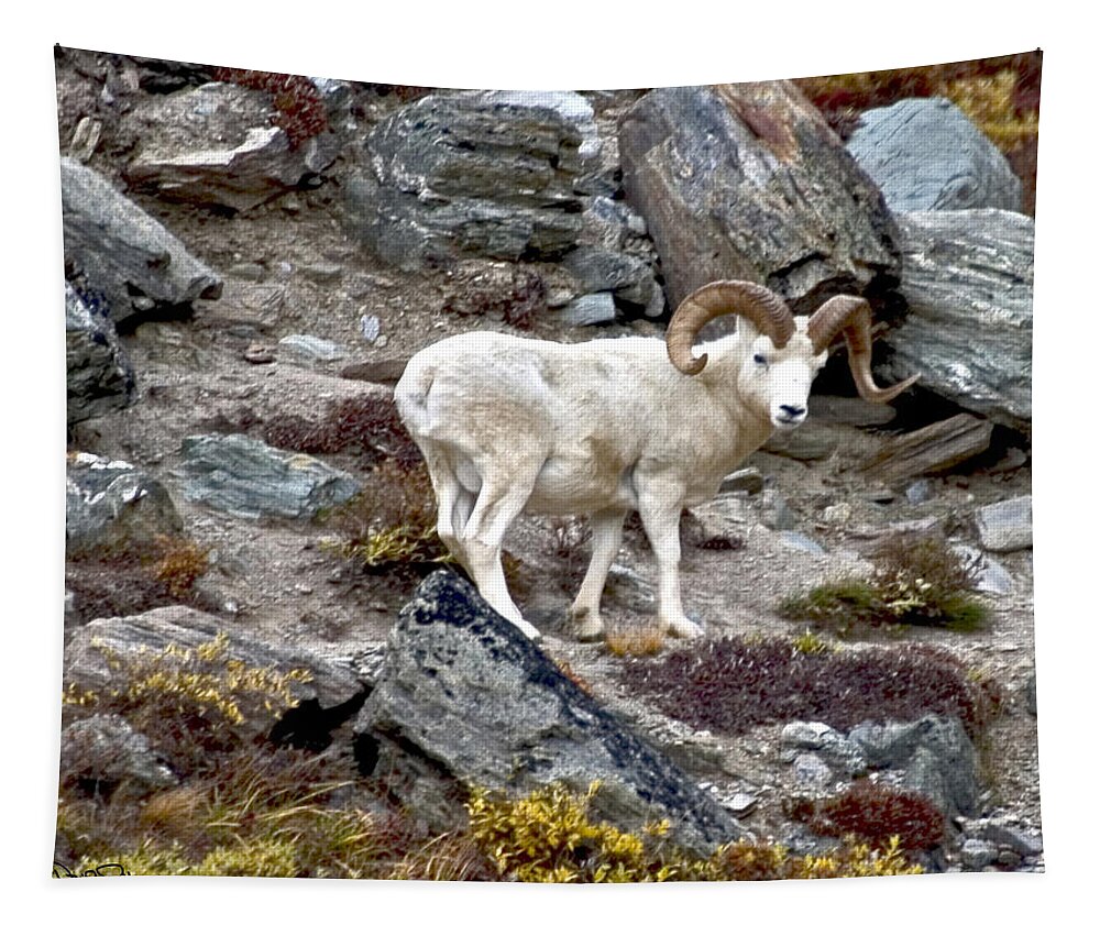 Wildlife Puzzle Tapestry featuring the photograph Dall Ram in Denali by David Salter