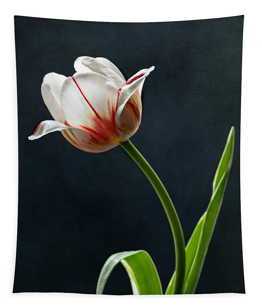 Tulip Tapestry featuring the photograph Dancing Queen by Maggie Terlecki