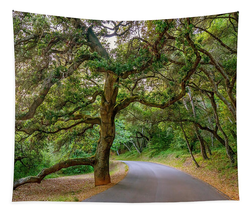 Dancing Tree Tapestry featuring the photograph Dancing Tree by Derek Dean