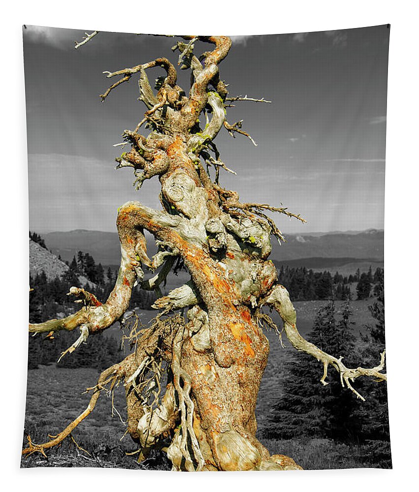 Twisted Tree Tapestry featuring the photograph Dancing Tree by Randy Bradley