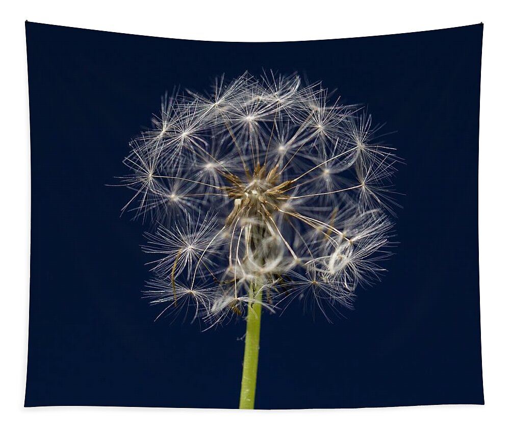 Yard Tapestry featuring the photograph Dandelion Three by Kevin Craft