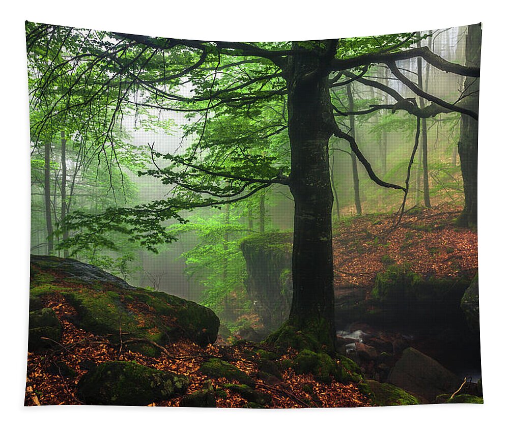 Fog Tapestry featuring the photograph Dark Forest by Evgeni Dinev