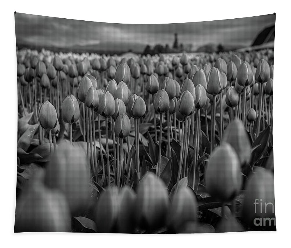 Tulips Tapestry featuring the photograph Dark yet Beautiful by Dheeraj Mutha
