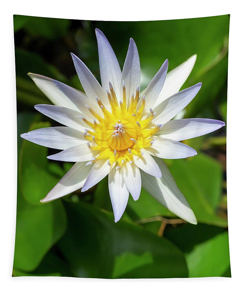 Flower Tapestry featuring the photograph Daubeny's Water Lily by Dawn Cavalieri