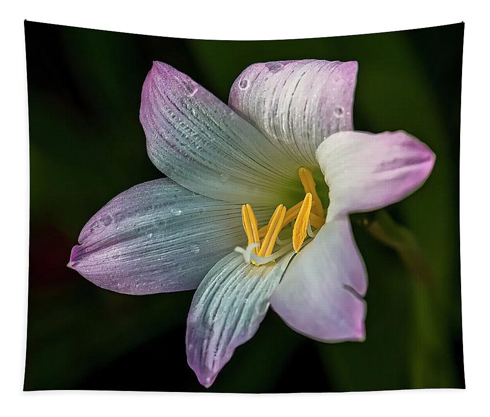  Tapestry featuring the photograph Day Lilly by Lou Novick