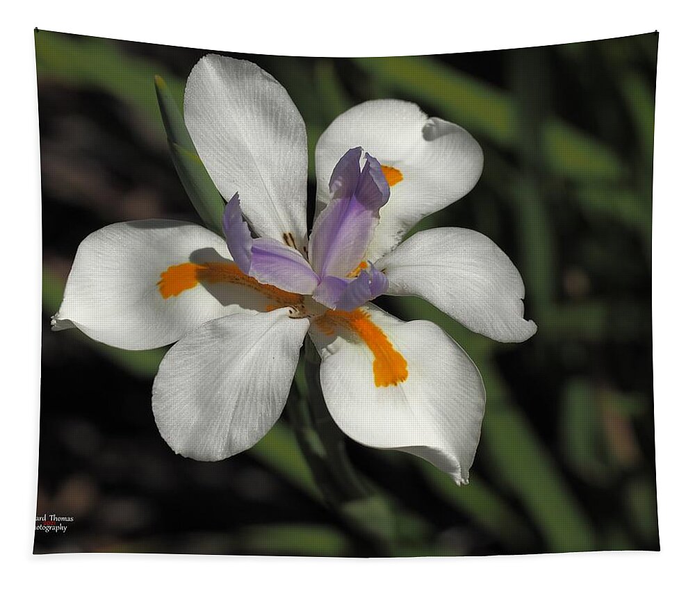 Botanical Tapestry featuring the photograph Day Lily Unfurled by Richard Thomas