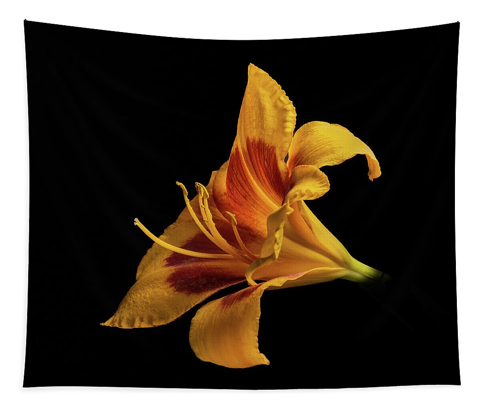 Hemerocallis Fulva Tapestry featuring the photograph Daylily at Night by Kevin Suttlehan