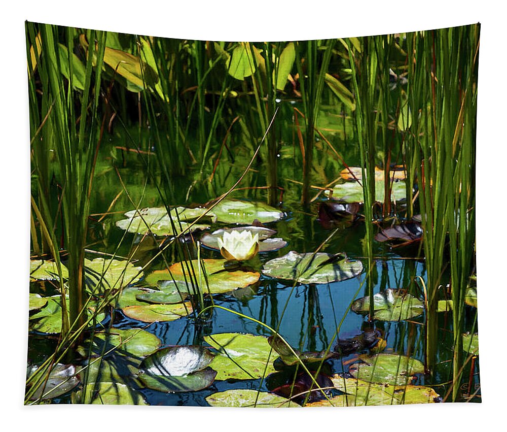 Water Lily Tapestry featuring the photograph Deep in the Lily Pond by Bonnie Follett