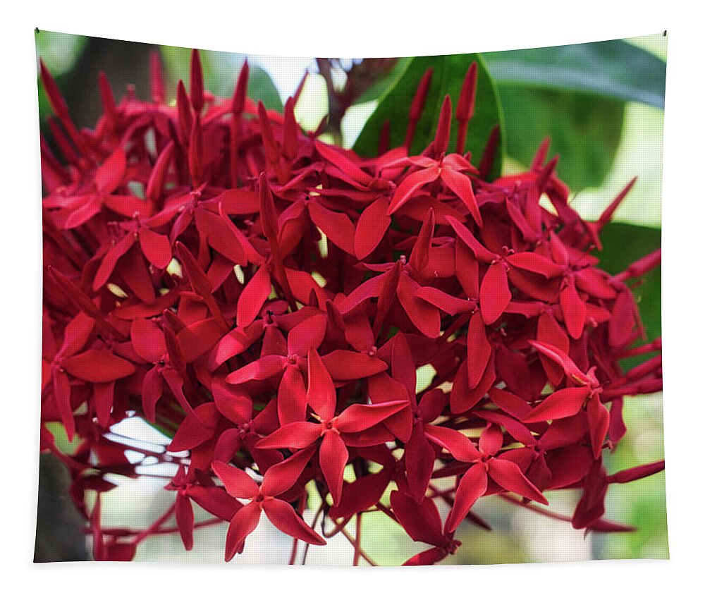 Flower Tapestry featuring the photograph Deep Ixora by Portia Olaughlin