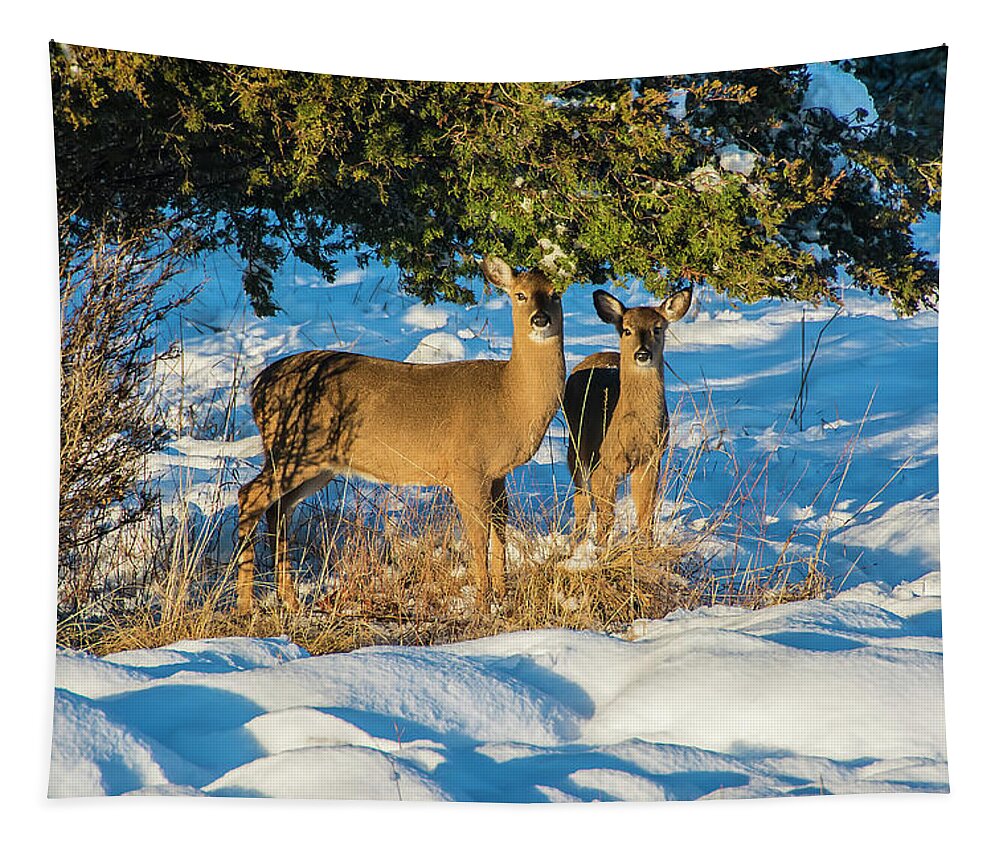 Deer Tapestry featuring the photograph Deer 1110 by Cathy Kovarik