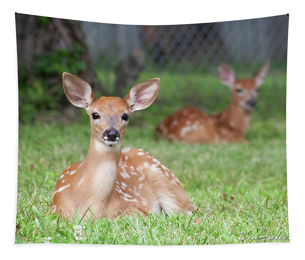 Fawns Tapestry featuring the photograph Deer Babies by Terri Harper