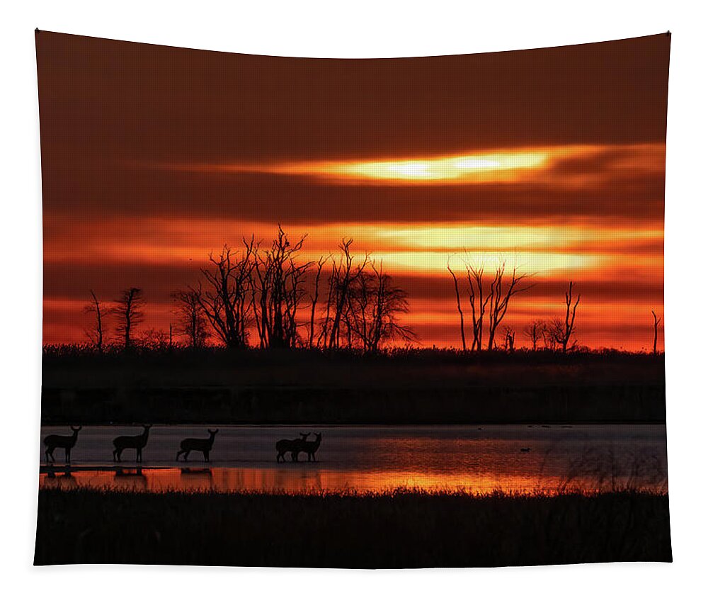 Bombay Hook Tapestry featuring the photograph Deer Crossing The Marsh at Sunrise by Kristia Adams