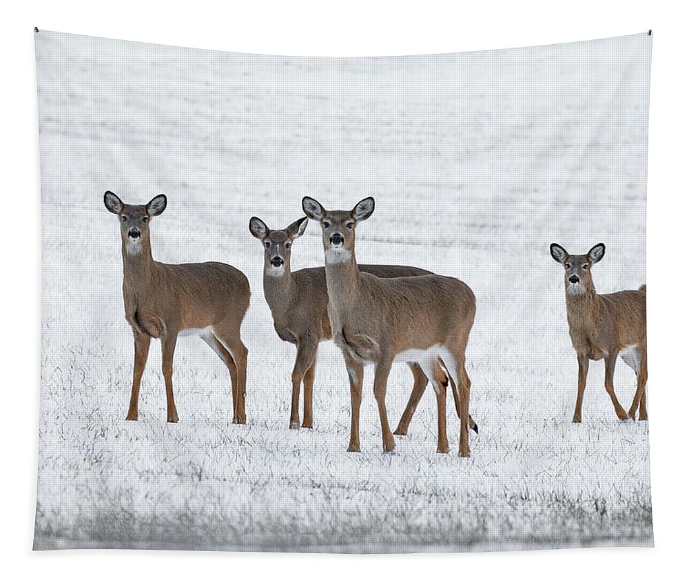 Deer Tapestry featuring the photograph Deer in Fresh Snow by Denise Kopko