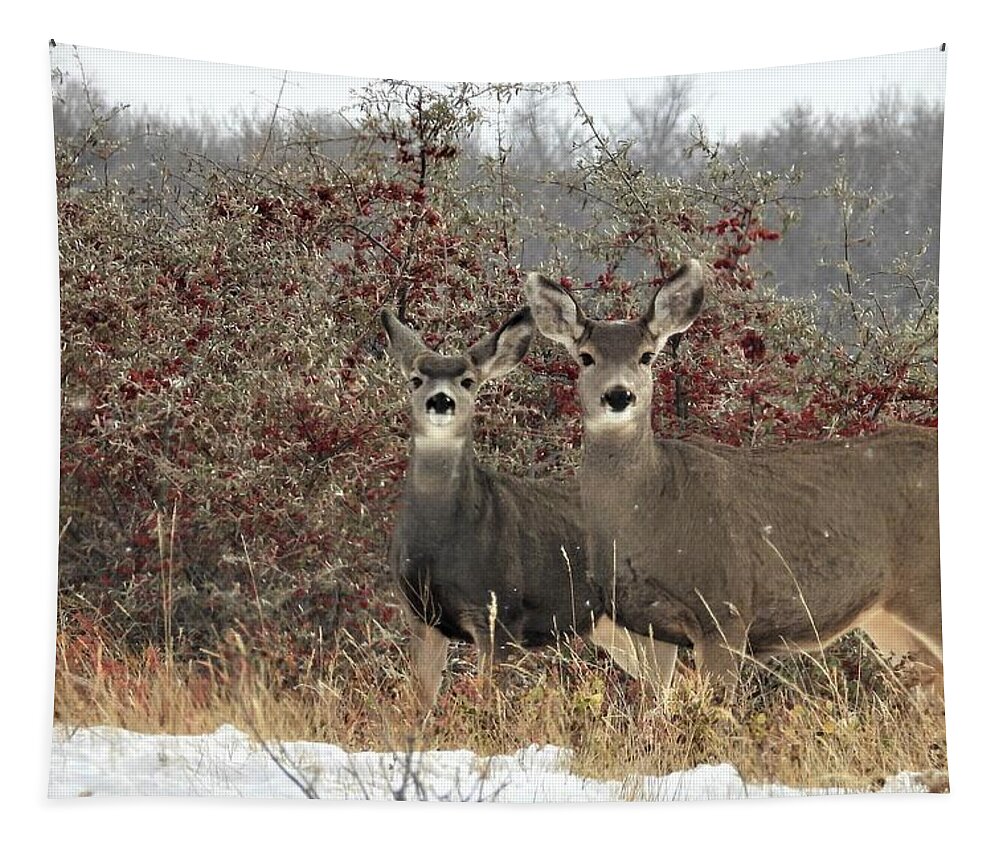 Mule Deer Tapestry featuring the photograph Deer in the Buffalo Berries by Amanda R Wright