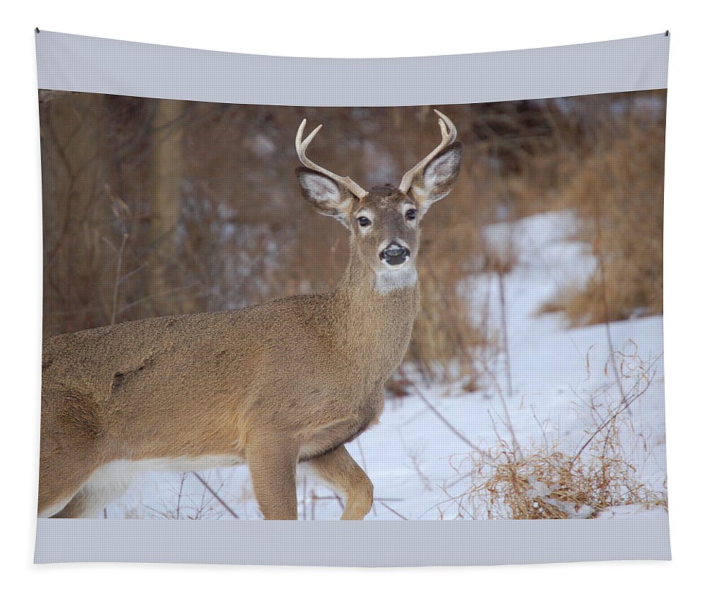 Deer Tapestry featuring the photograph Deer in Winter by Nancy Ayanna Wyatt