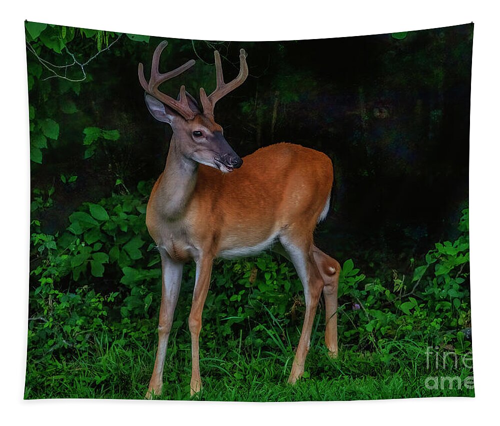 Deer Tapestry featuring the photograph Deer Sighting by Shelia Hunt