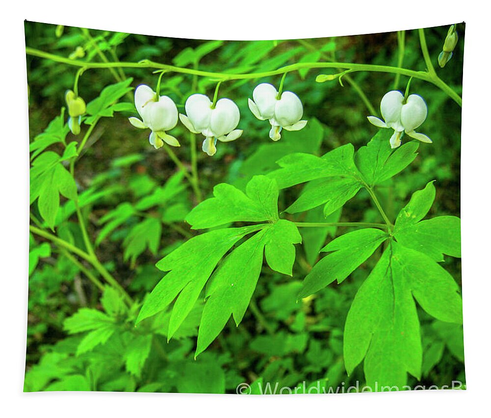 Forest Floor Tapestry featuring the photograph Delicate Spring Pantaloons by Leslie Struxness