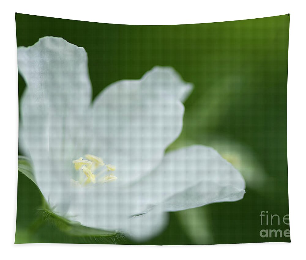 Bloom Tapestry featuring the photograph Delicate White Blossom by Nancy Gleason