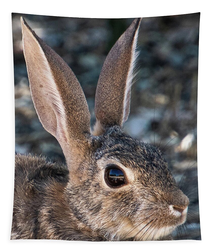 Rabbit Tapestry featuring the photograph Desert Cottontail by Melisa Elliott