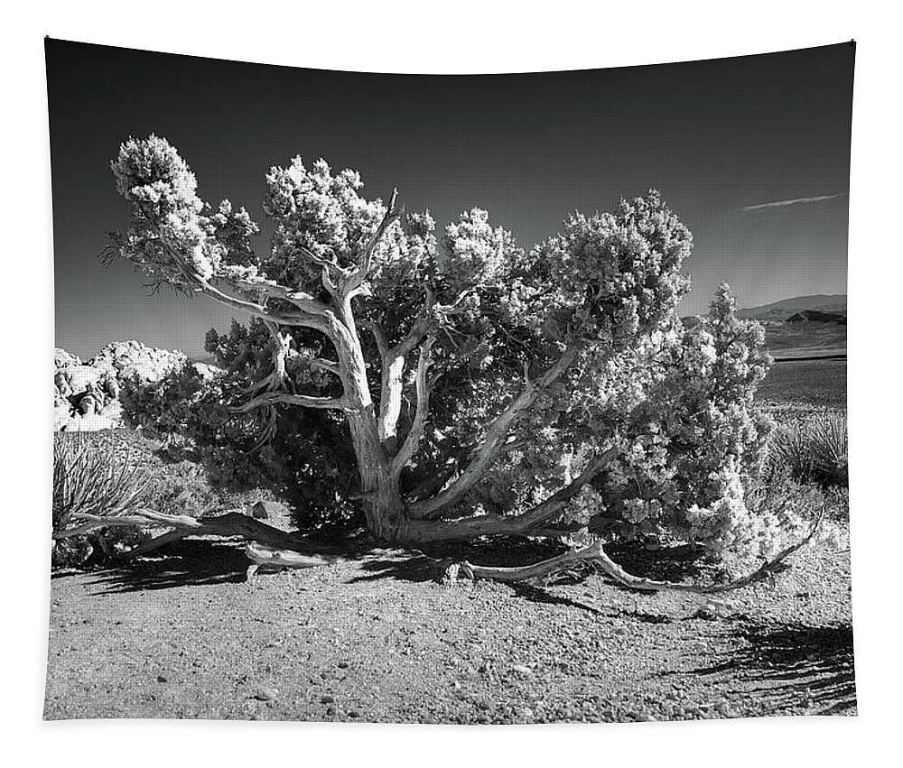Navajo Indians Tapestry featuring the photograph Desert Juniper Tree BW by Anthony Sacco