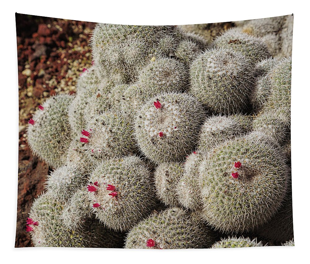 Cactus Tapestry featuring the photograph Desert Little Red Cactus by m by Mike-Hope by Michael Hope