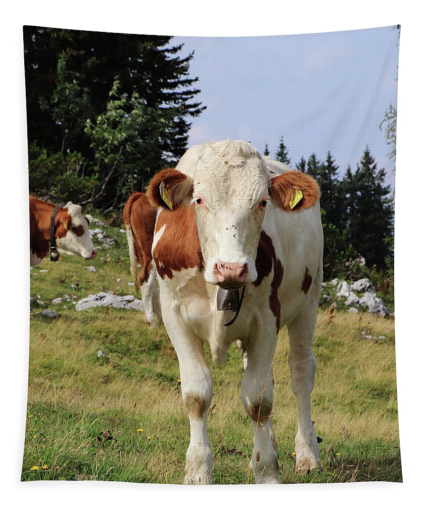 Hochkar Tapestry featuring the photograph Detail on Pinzgauer cattle cow on meadows in the Austrian Alps. beautiful brown and white organizes the freshest grass without harmful substances. Hochkar mountain, Austria by Vaclav Sonnek