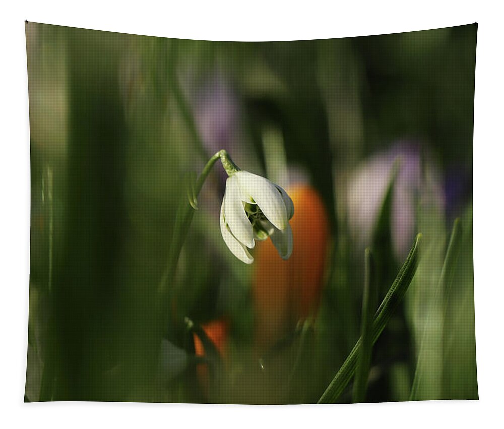 Misty Tapestry featuring the photograph Detail on white Galanthus between many green stems. Galanthus nivalis Viridapice. Wonderful white bloom hidden in the middle of grass. White and green. Beginning of spring time. by Vaclav Sonnek