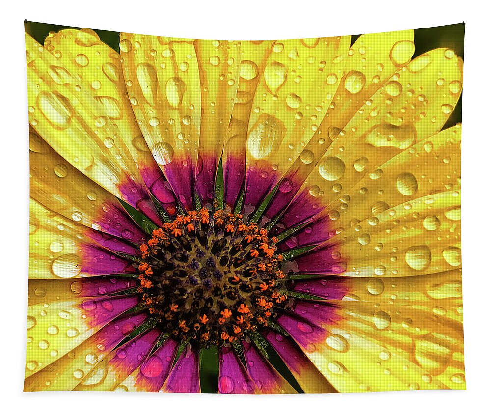 Dew Tapestry featuring the photograph Dew On Yellow Daisy by Bill and Linda Tiepelman