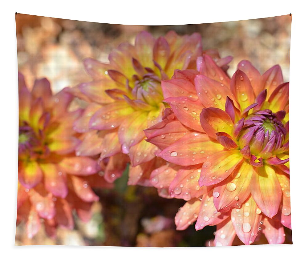 Dahlia Tapestry featuring the photograph Dewy Dahlias by Amy Fose