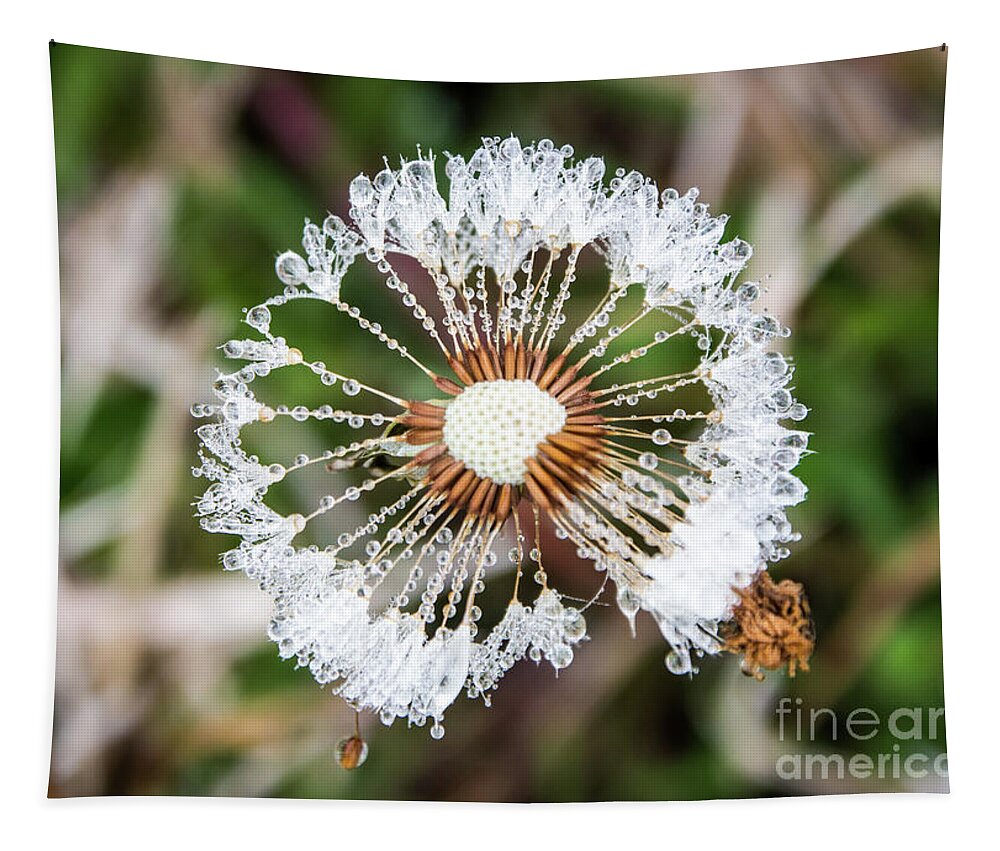 Closeup Tapestry featuring the photograph Dewy Diamond Dandelion 12 of 12 by Cheryl McClure