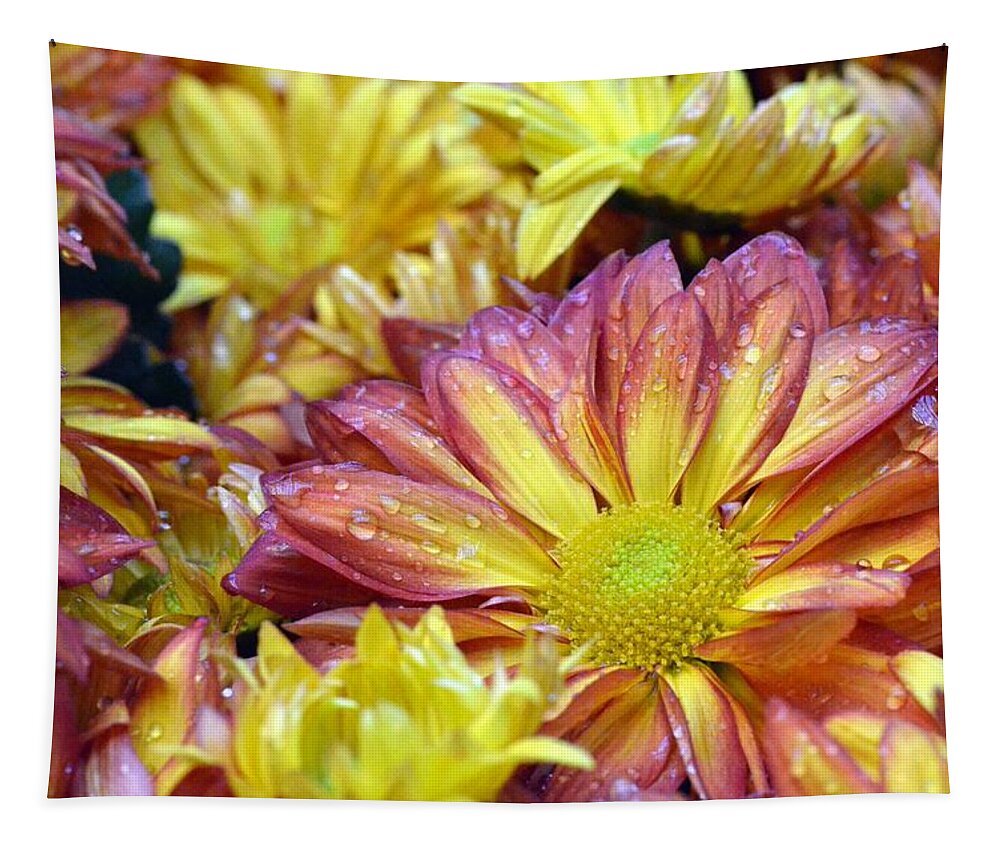 Daisy Tapestry featuring the photograph Dewy Pink and Yellow Daisies 1 by Amy Fose