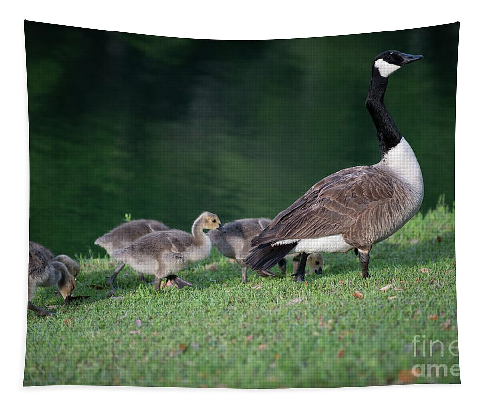 Goose Tapestry featuring the photograph Dinner Time - Furry Babies by Dale Powell