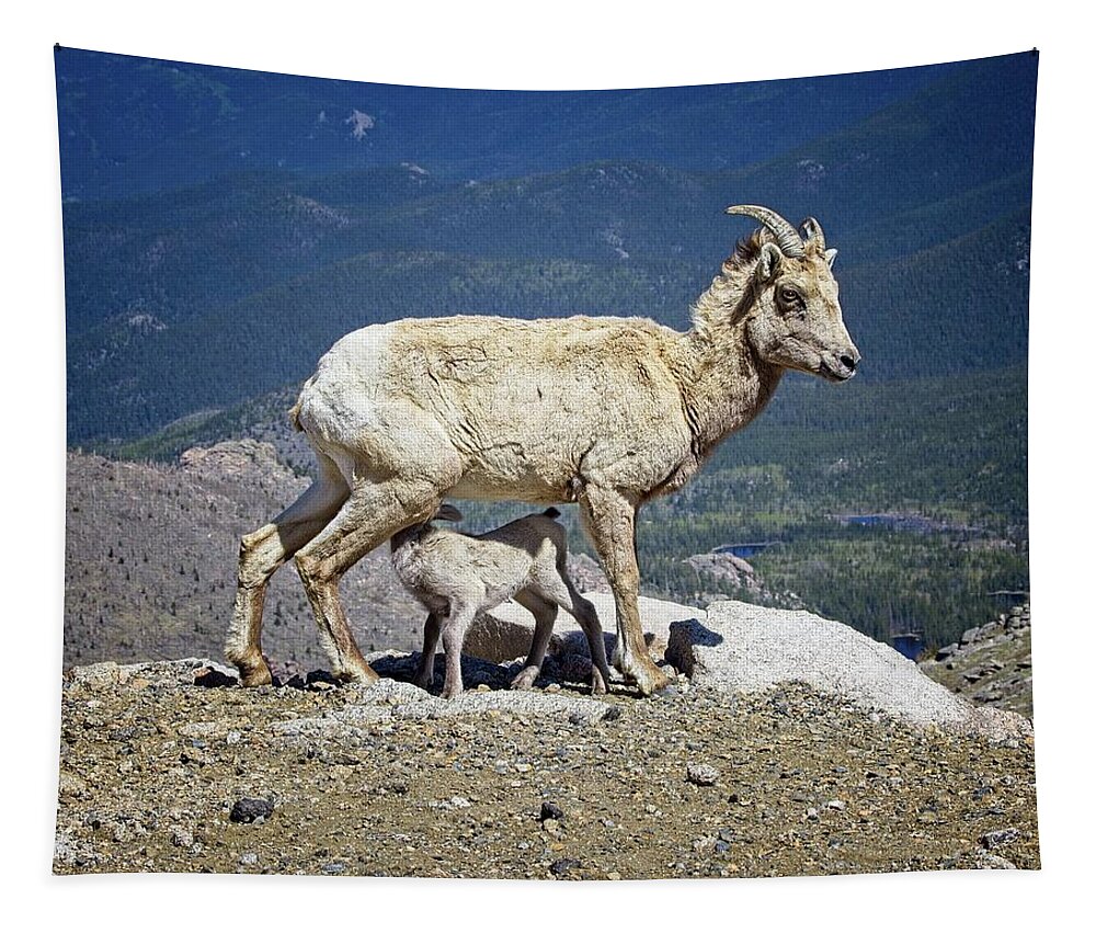 Colorado Tapestry featuring the photograph Dinner Time by Ronald Lutz