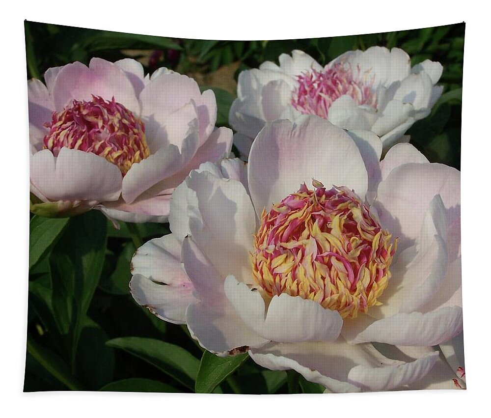 Peony Tapestry featuring the photograph Do Tell in the Morning by Stephanie Weber