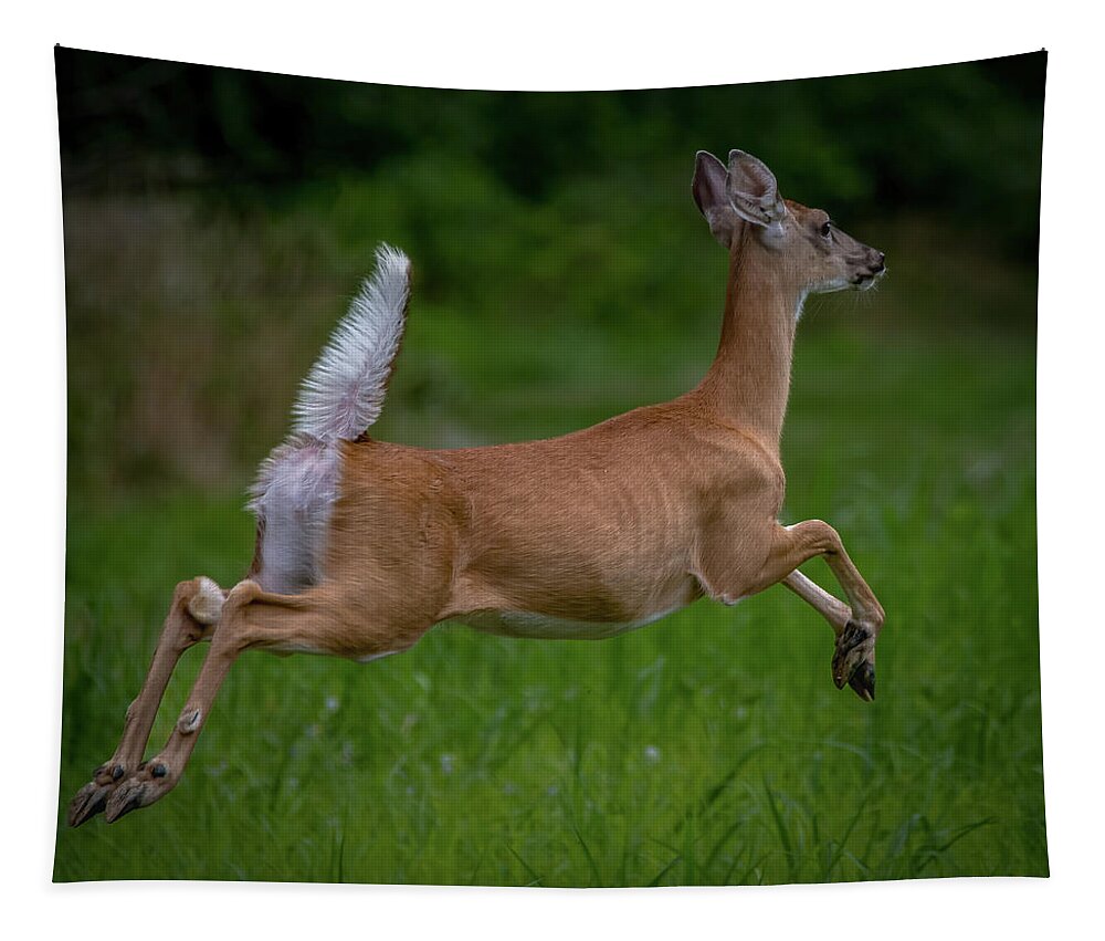 Animals Tapestry featuring the photograph Doe a deer... by Brian Shoemaker