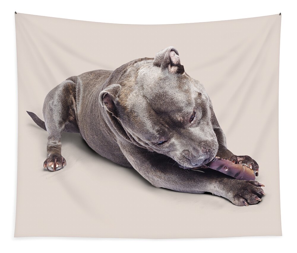 Pets Tapestry featuring the photograph Dog eating chew toy by Jorgo Photography