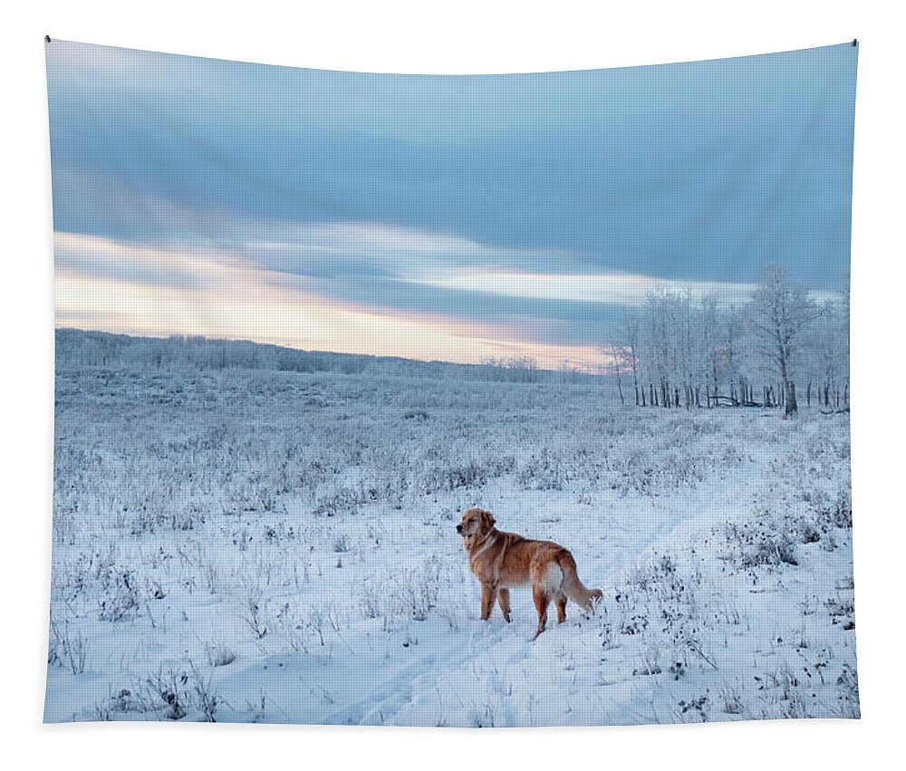 Dog Tapestry featuring the photograph Dog in an Alberta winter pasture by Karen Rispin