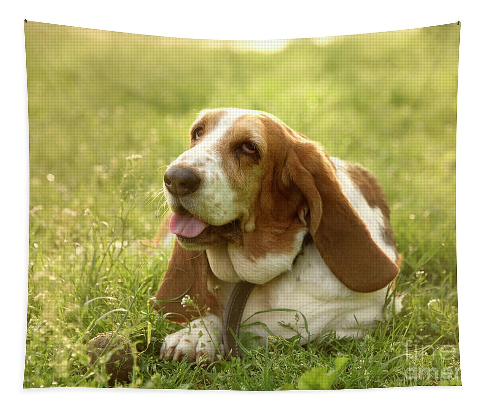 Dog Tapestry featuring the photograph Dog portrait in grass by Jelena Jovanovic