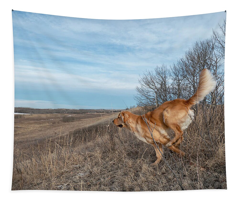 Dog Tapestry featuring the photograph Dog Running In A Field by Karen Rispin