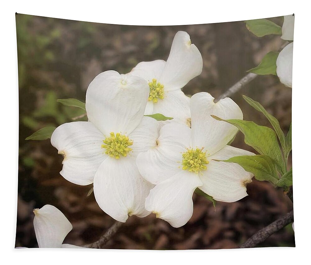 Dogwood Blossom Trio Tapestry featuring the photograph Dogwood Blossom Trio by Bellesouth Studio