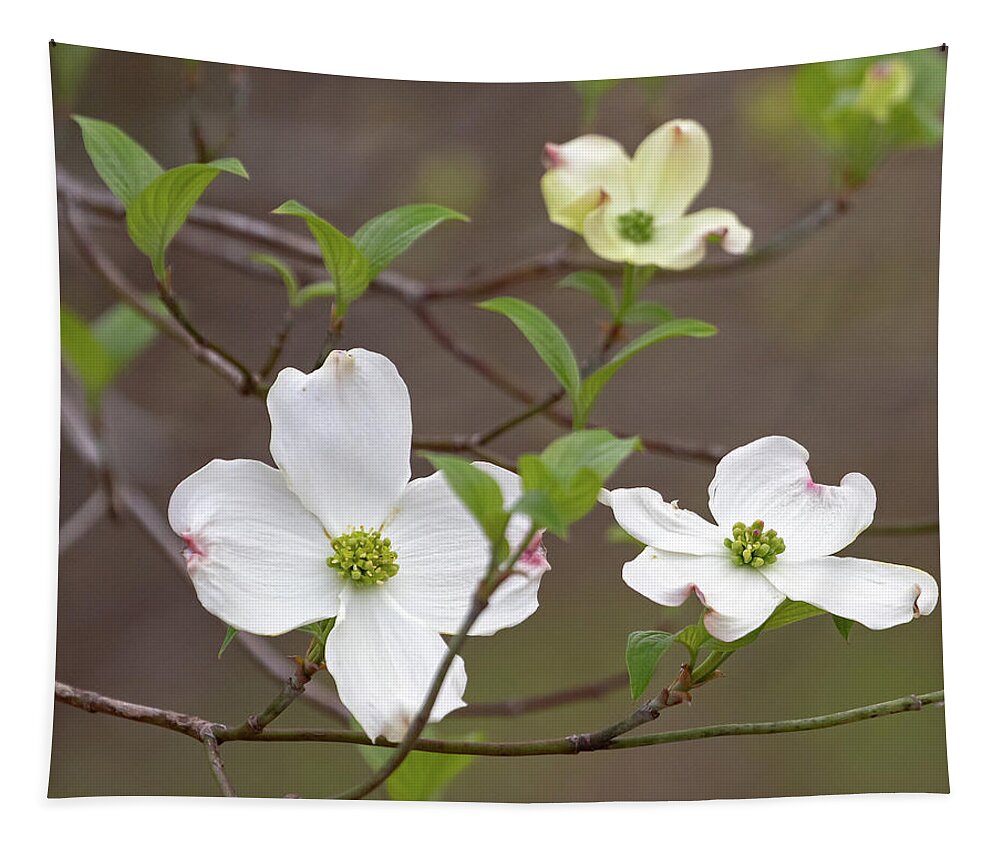 Dogwood Tapestry featuring the photograph Dogwood In Spring #3 by Mindy Musick King