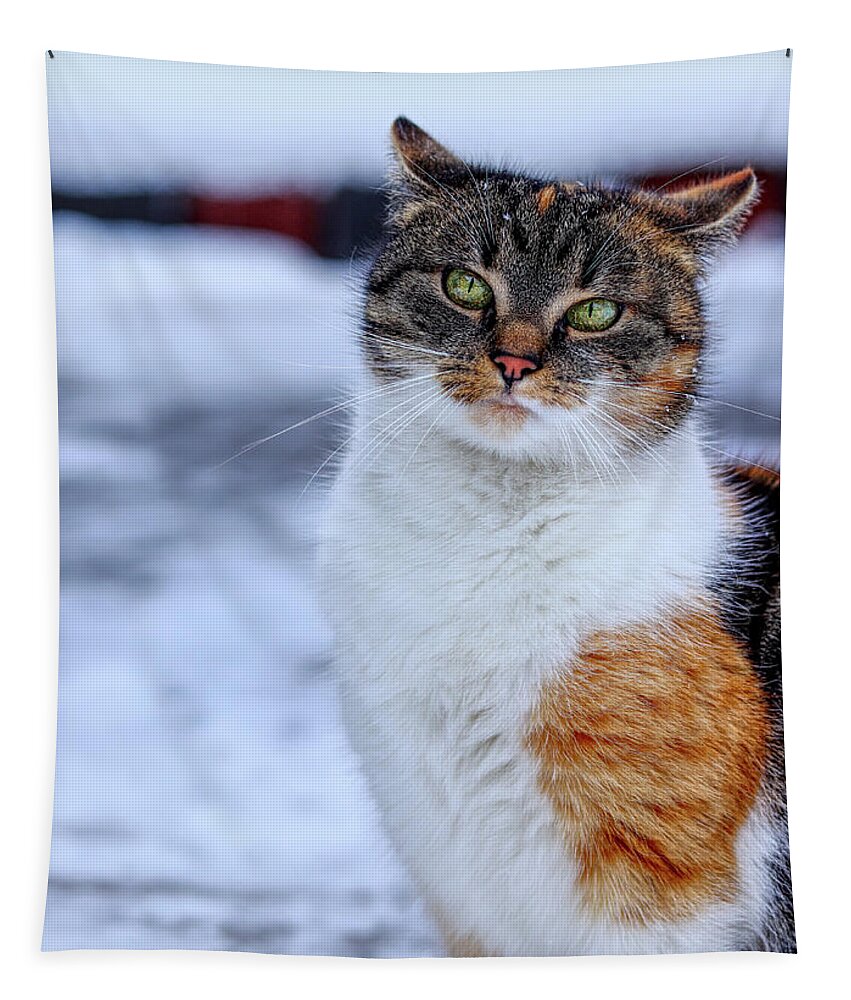 Liza Tapestry featuring the photograph Domestic self-important kitten standing in snow. Arrogant cat face look at camera. Snooty face. Look like a boss. Felis catus show us whole her beauty by Vaclav Sonnek