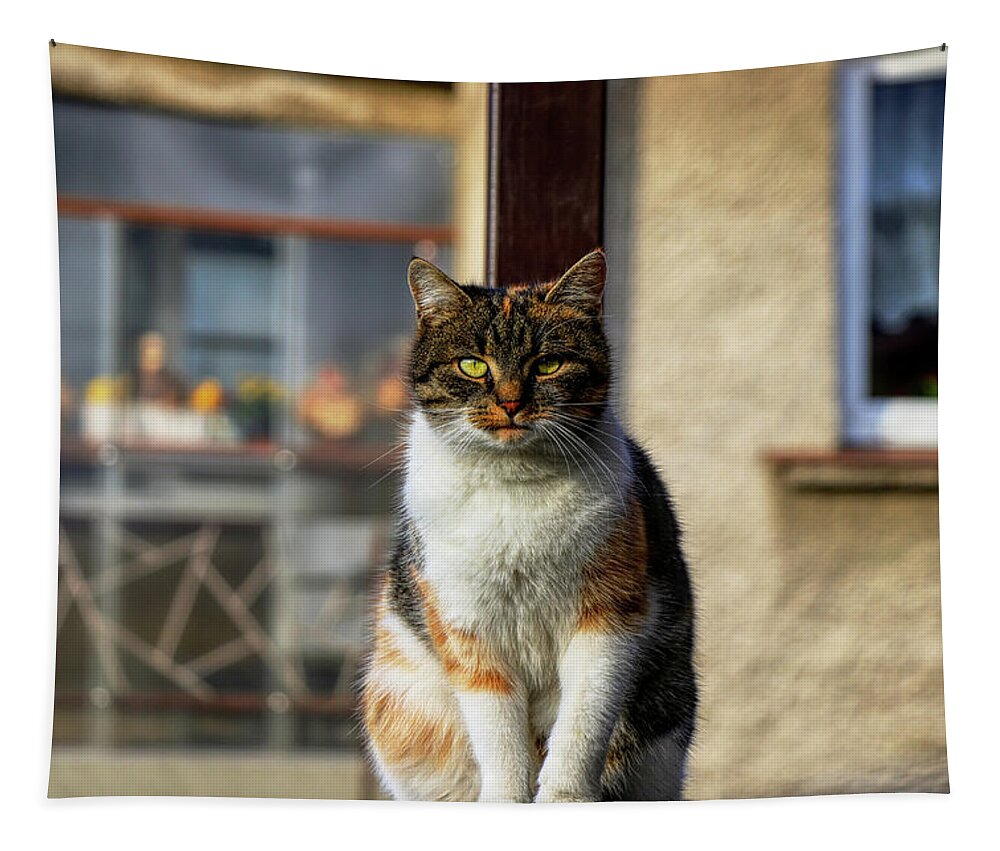 Liza Tapestry featuring the photograph Domestic stylish kitten sitting in the corner. Plump cat watchs some move in garden. Intelligent cute cat. Interesting cat face. Serious Felis catus by Vaclav Sonnek
