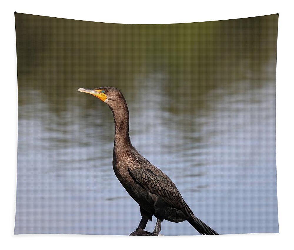 Bird Tapestry featuring the photograph Double Crested Cormorant by Mingming Jiang