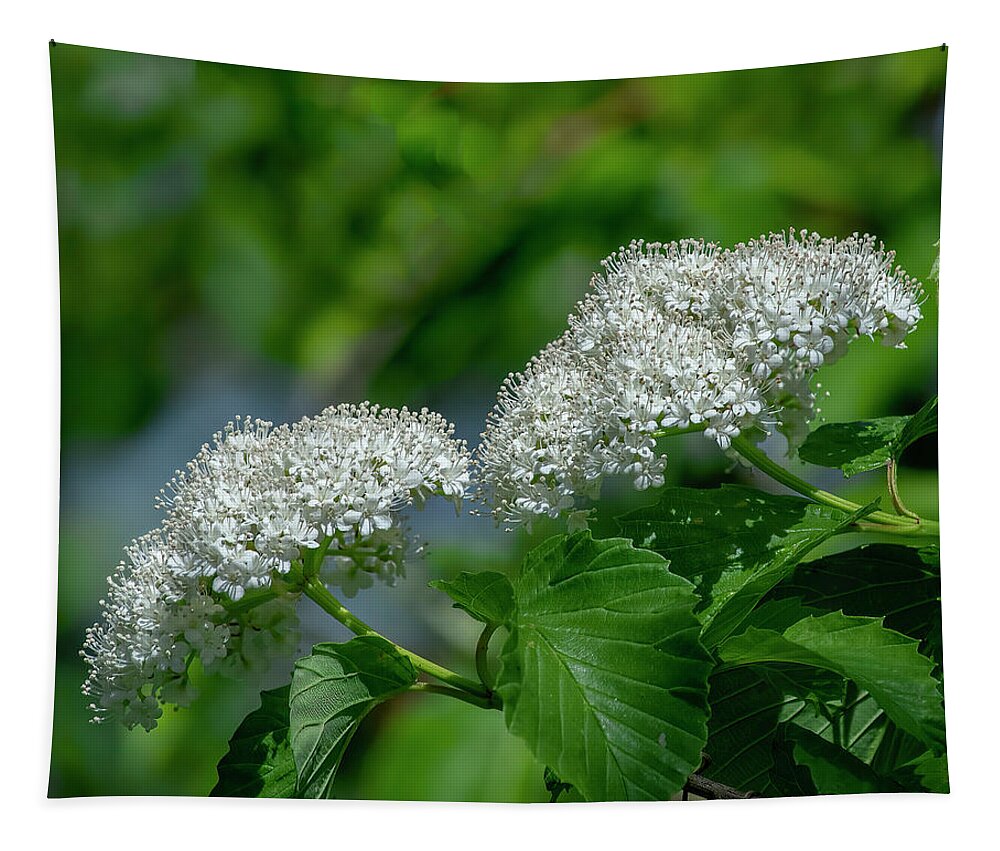 Moschatel Or Viburnum Family Tapestry featuring the photograph Downy Arrowwood DFL1162 by Gerry Gantt