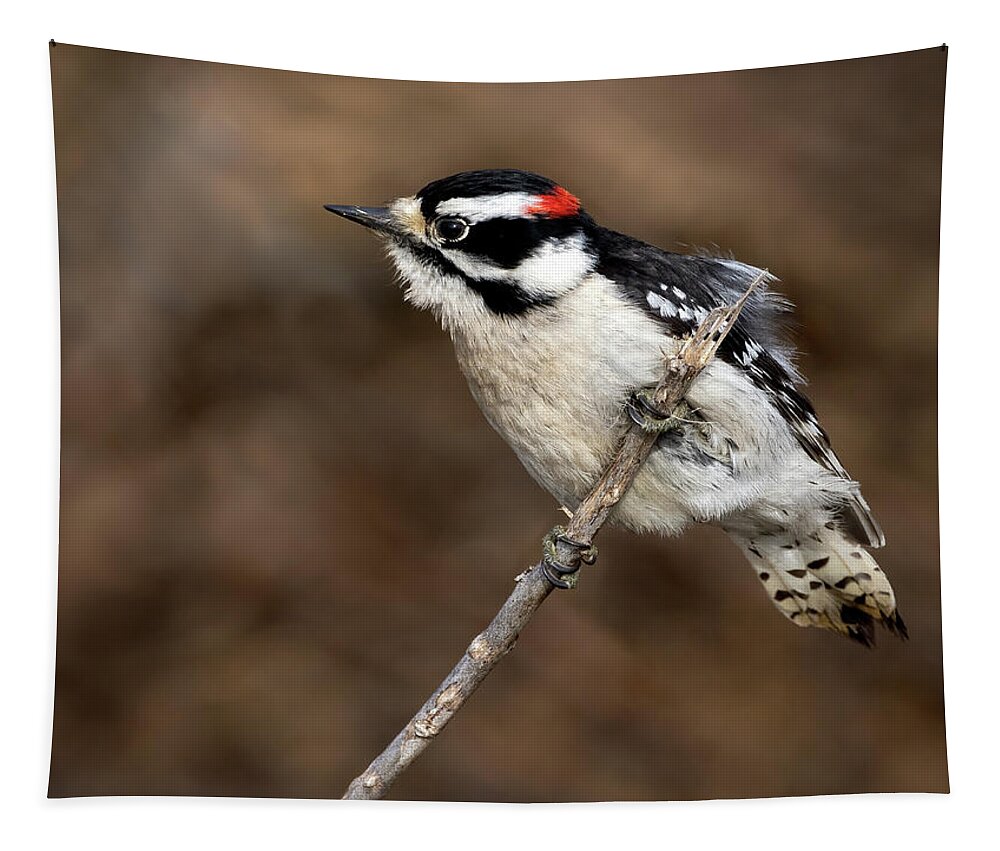 Woodpecker Tapestry featuring the photograph Downy by Art Cole
