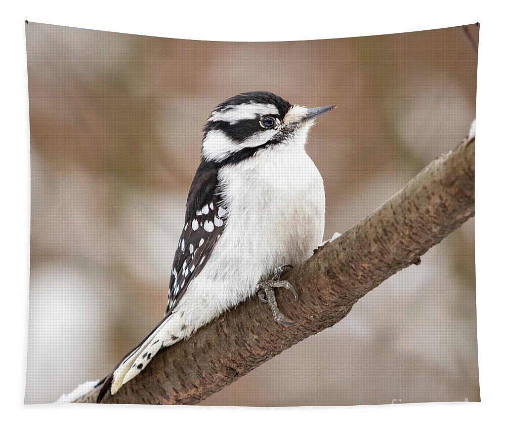 Downy Woodpecker Tapestry featuring the photograph Downy in the Snow II by Alyssa Tumale
